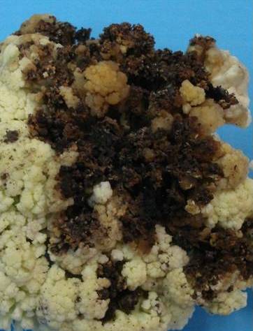 Image of COLIFLOR | Patología Vegetal